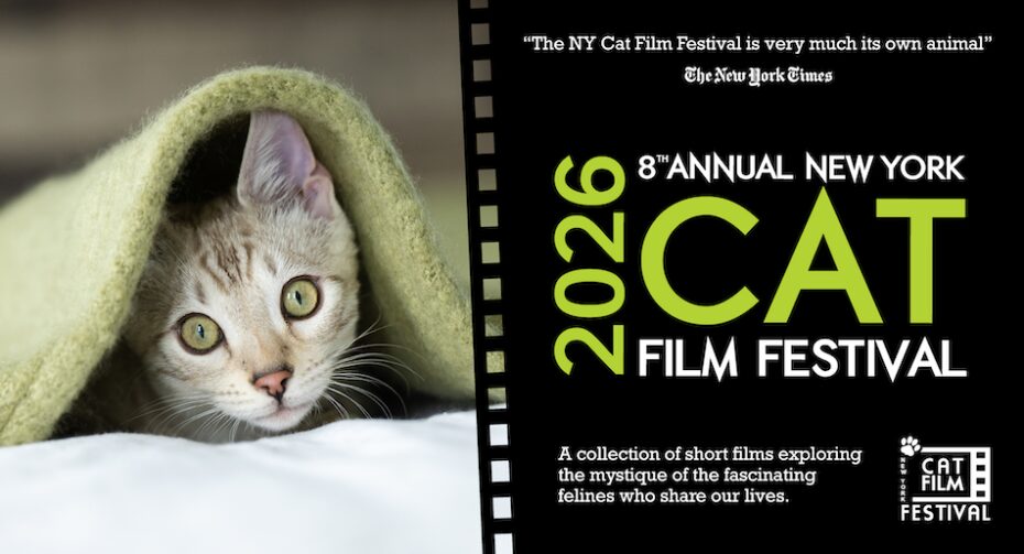 A gray kitten peeks from under a green blanket on the left side of the image. The festival's title appears in lime green text on a black film roll on the right side of the image.