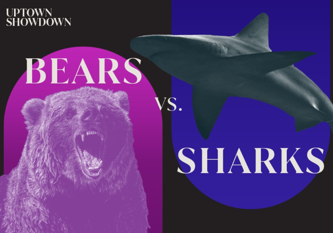 US Bears Vs Sharks Search Image 2324