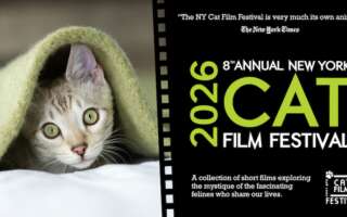 A gray kitten peeks from under a green blanket on the left side of the image. The festival's title appears in lime green text on a black film roll on the right side of the image.
